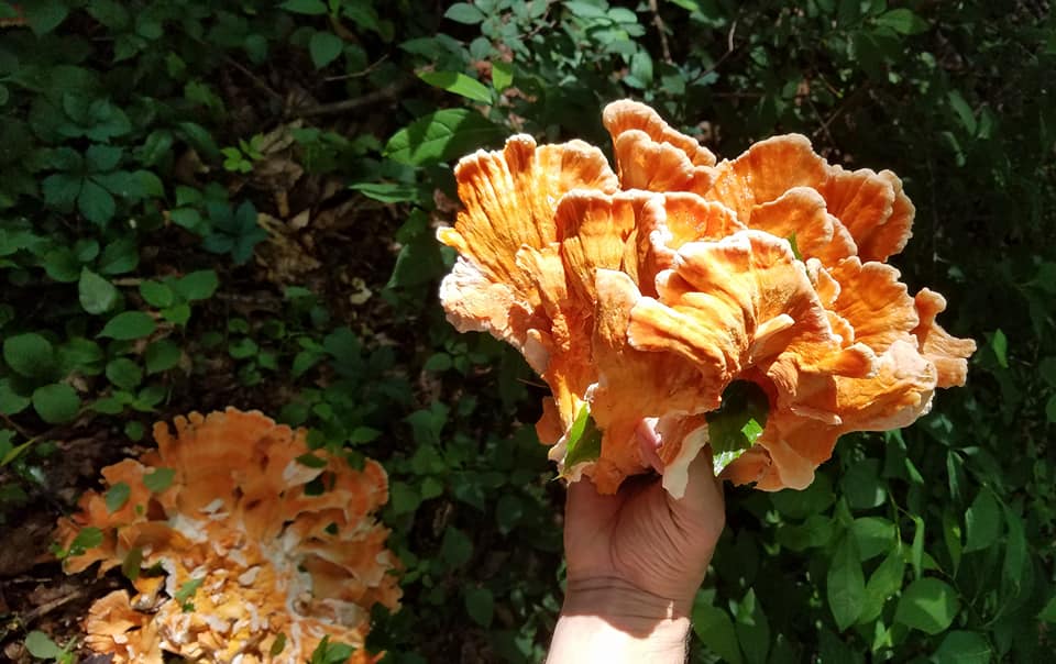 Meet the Mushrooms, Episode One: Chicken of the Woods