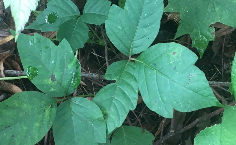 How to Recognize, Respect, and Reduce Poison Ivy