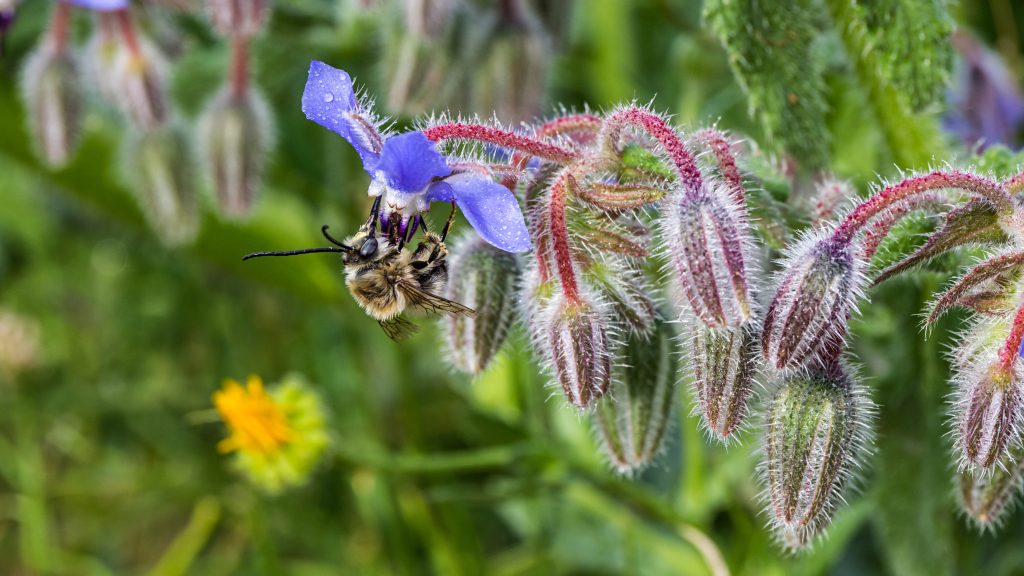 bee on borage flower